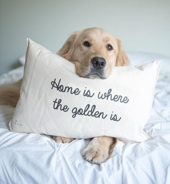 Top 10+ Gifts For Golden Retriever Lover PetPress