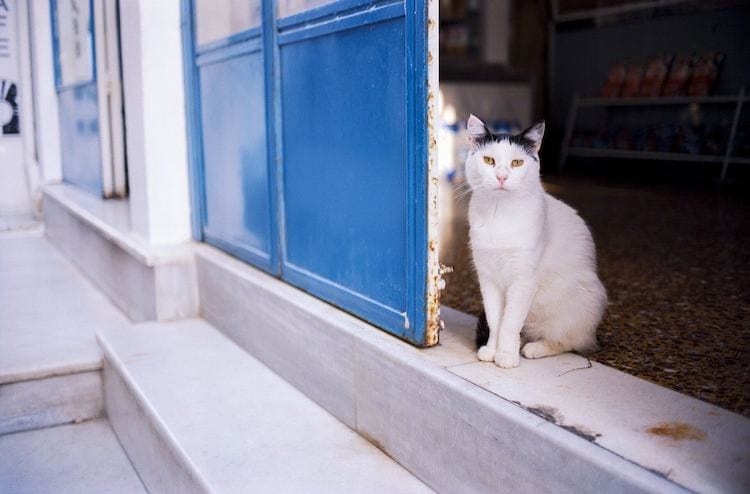 greek mythology cat names for a pet cat