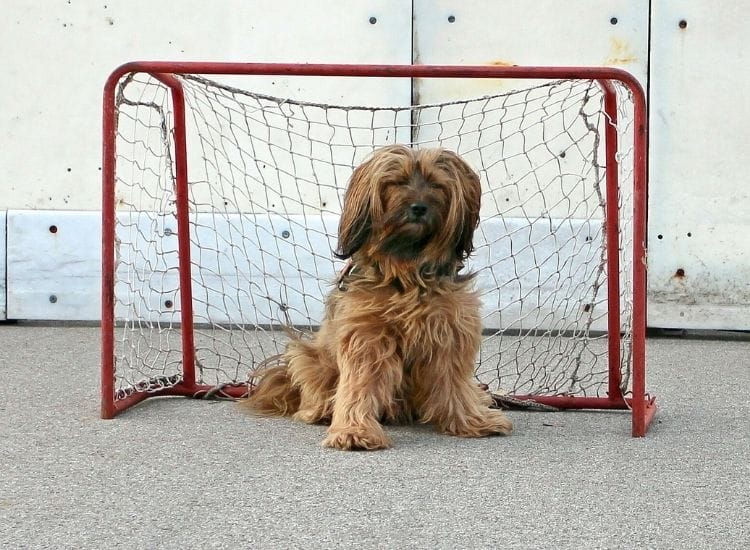 hockey dog names for a pet dog