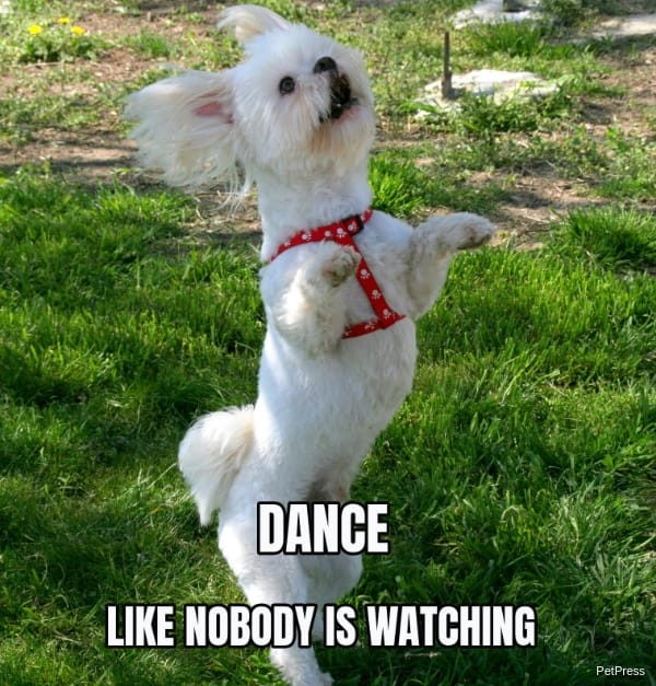 10 Funny Dancing Dog Meme PetPress