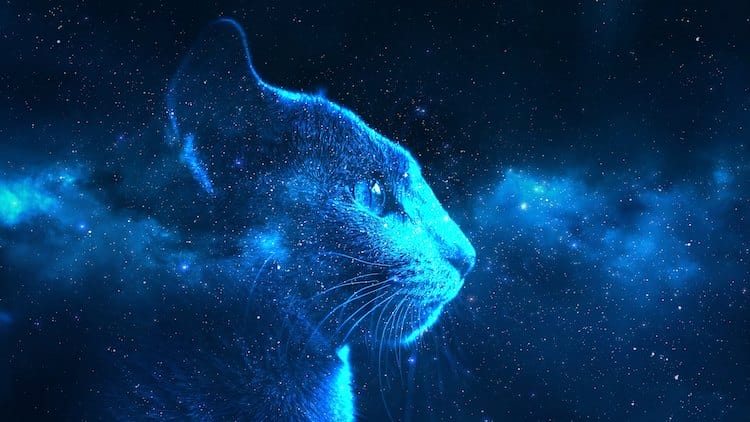 space name for cats for a pet cat