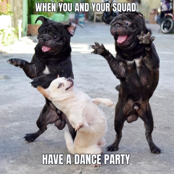 10+ Funny Dancing Dog Meme