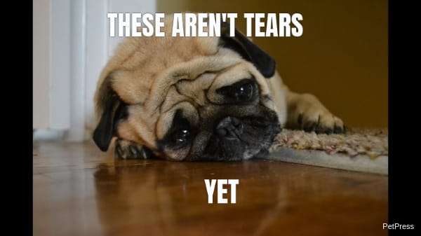 10+ Sad Dog Memes On The Internet