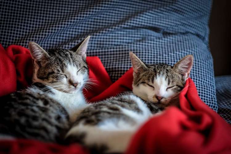 twin cat names for sibling duo cats