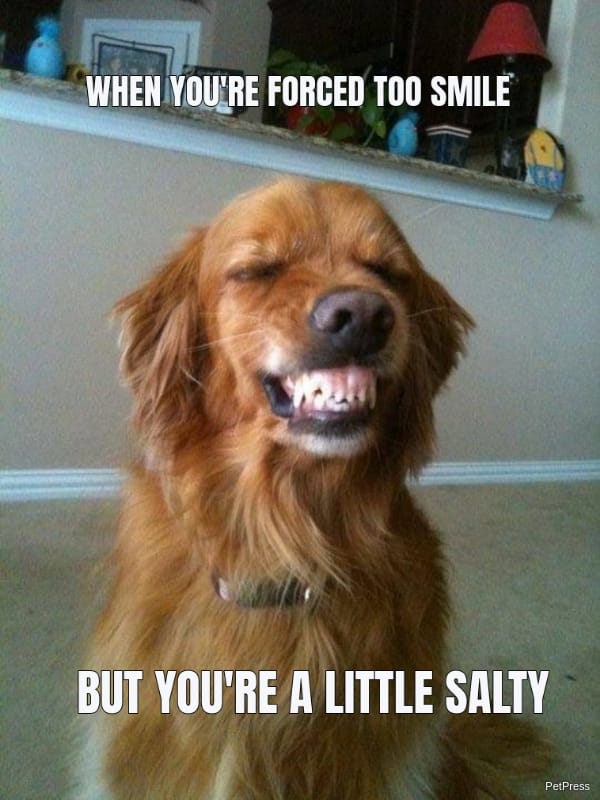 15+ Funny Smiling Dog Memes - PetPress