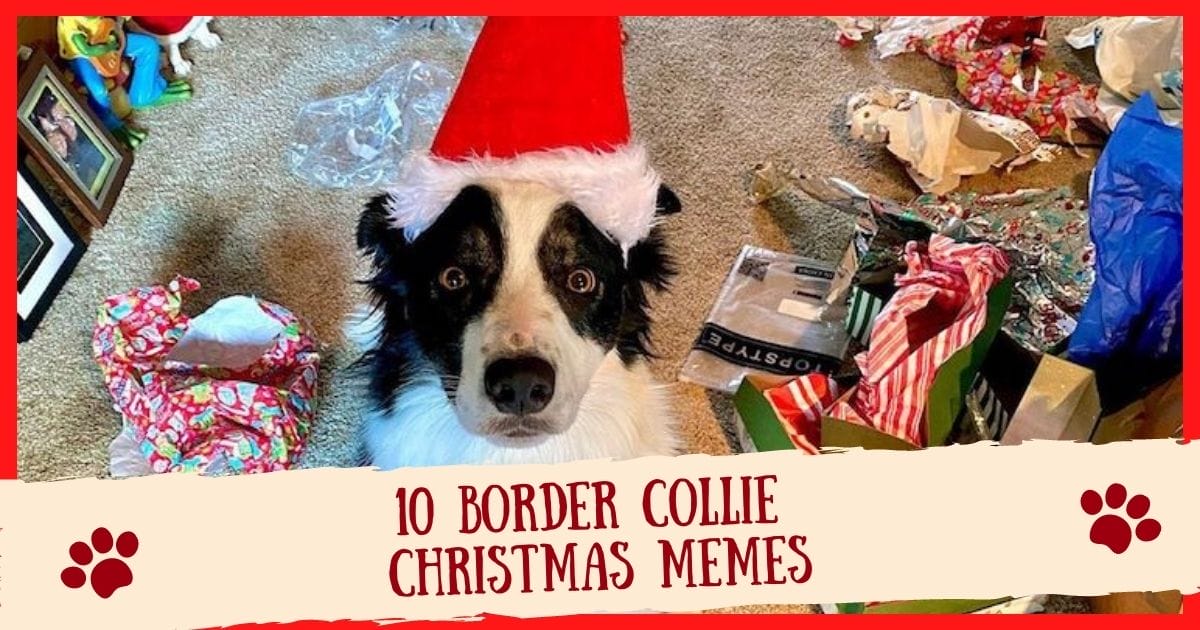 Top 10 Border Collie Christmas Memes That Are Cute and Funny!