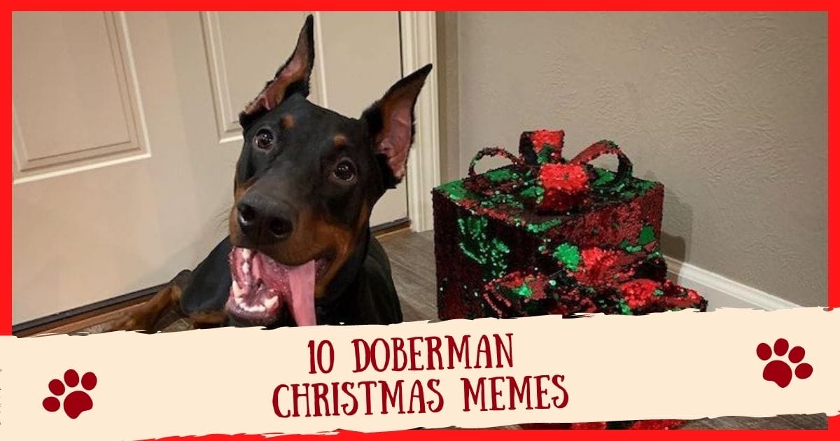 Top 10 Doberman Christmas Memes That Are Festively Funny!