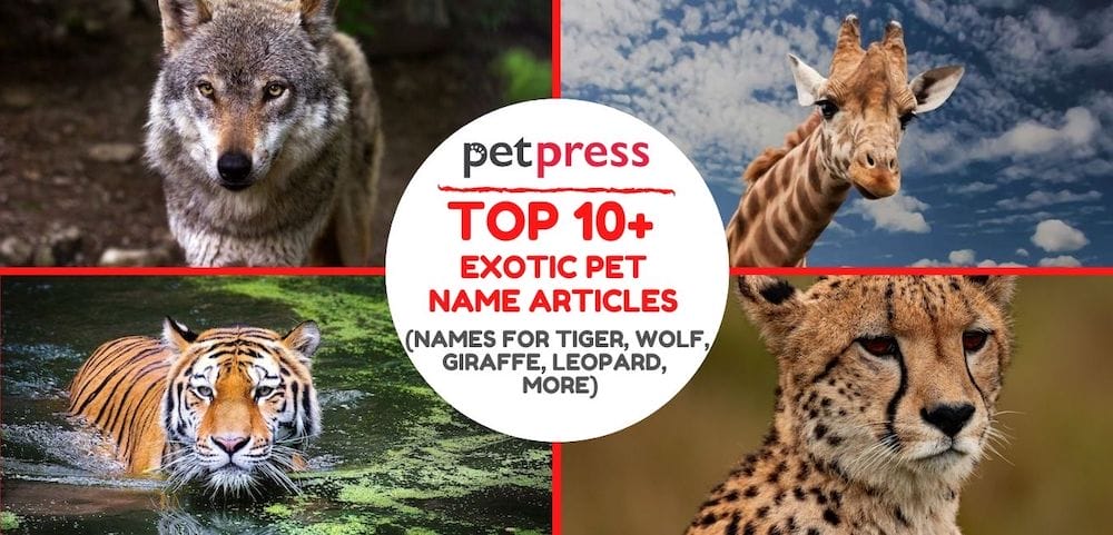 Top 10+ Exotic Pet Name Articles (Names for Tiger, Wolf, Koala, and More)
