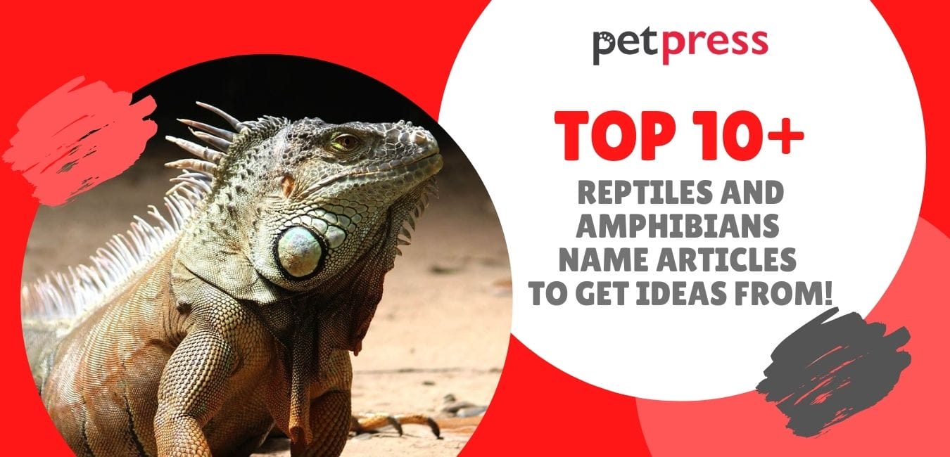 Top 10+ Best Reptiles and Amphibians Name Articles To Get Ideas From!
