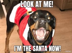 Top 10+ Hilarious Rottweiler Christmas Memes | Petpress