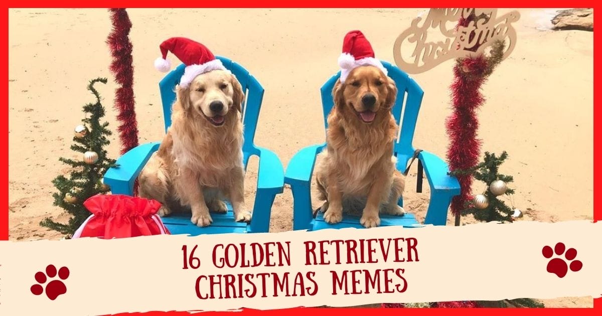 Top 16 Golden Retriever Christmas Memes That Are Gold!