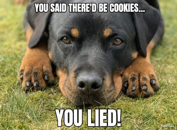 Top 10+ Hilarious Rottweiler Christmas Memes | Petpress