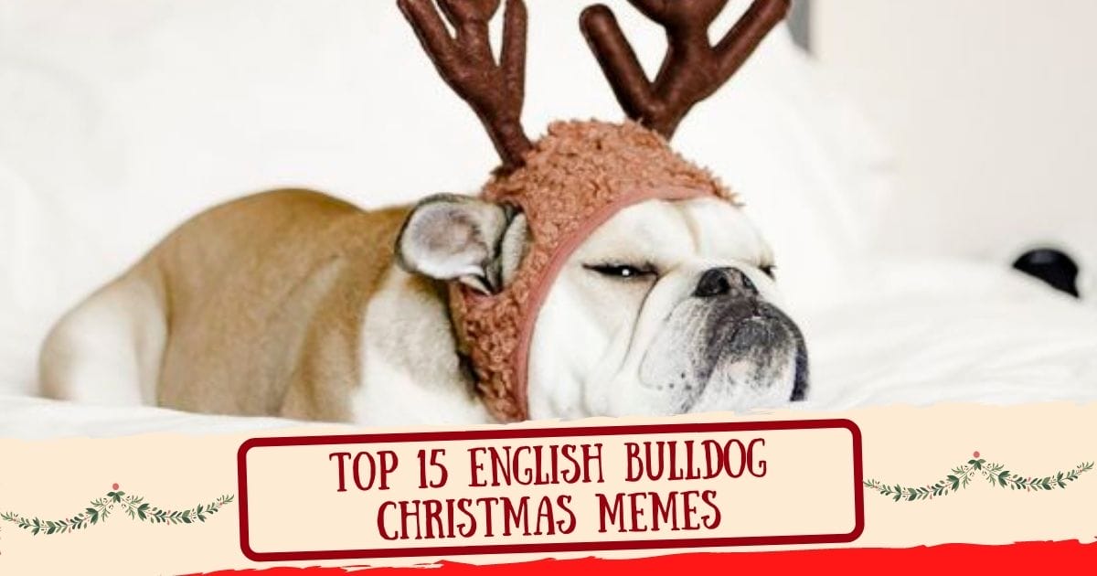 Top 15 English Bulldog Christmas Memes That Will Lift Your Spirits Up!