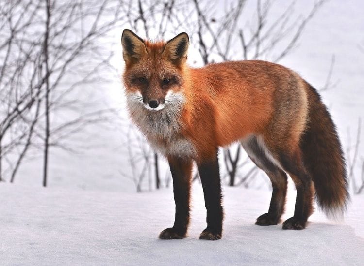 best fox names