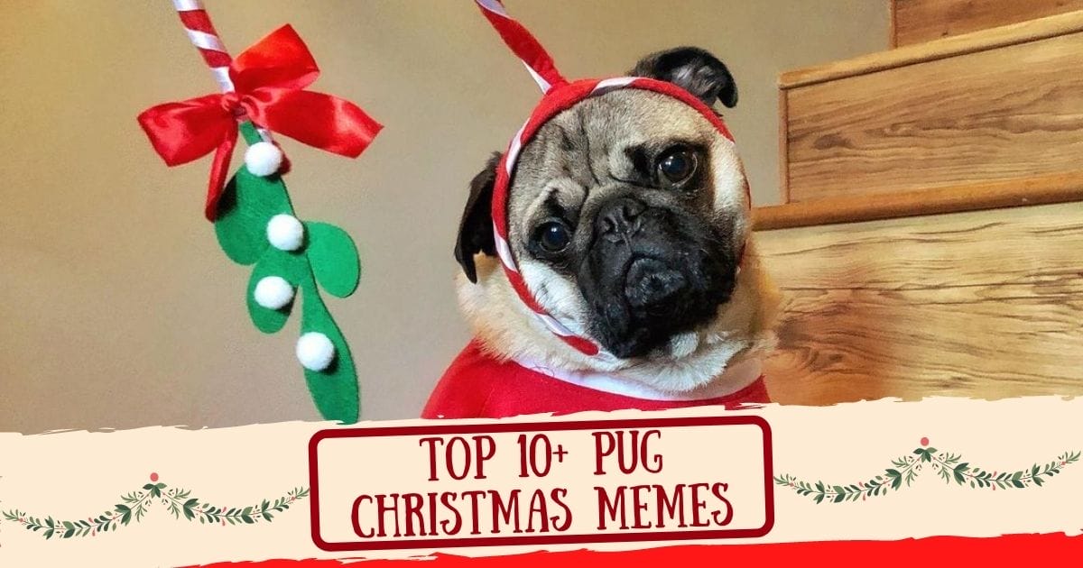 Top 10+ Pug Christmas Memes That Will Make You Merry!