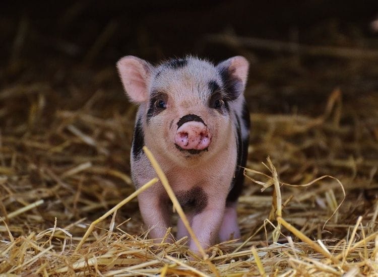 best pig names for a pet pig