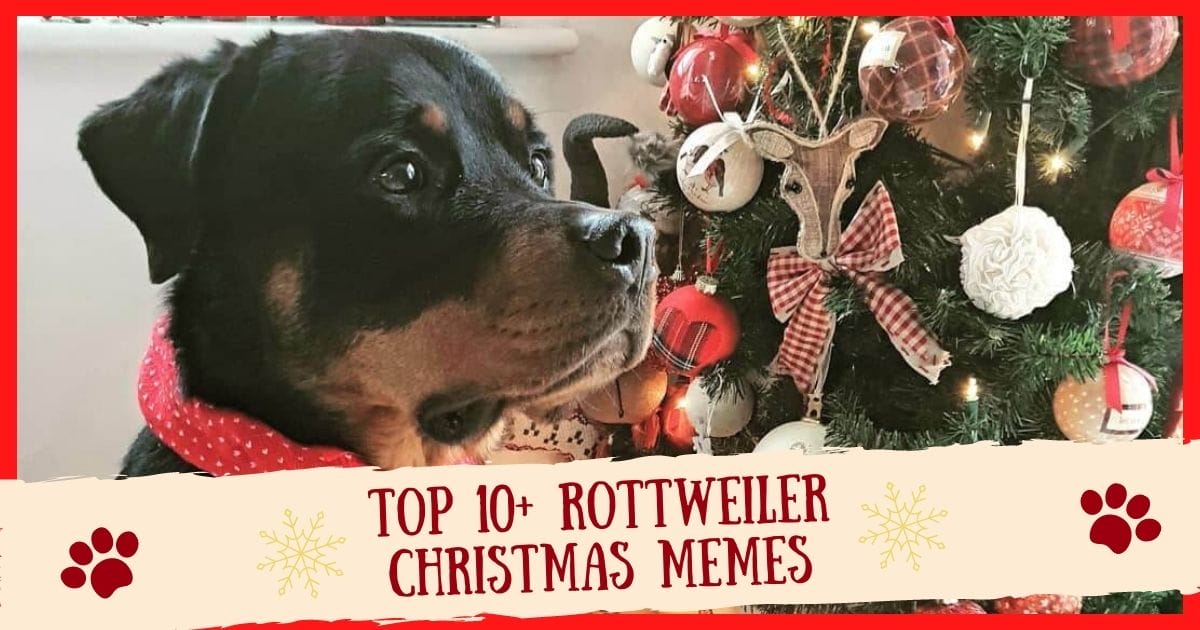 Top 10+ Hilarious Rottweiler Christmas Memes | PetPress