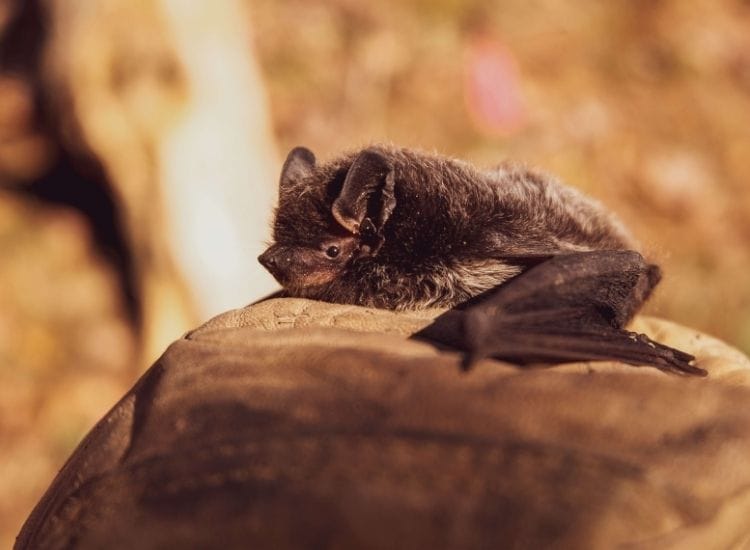 top 200 names for pet bats