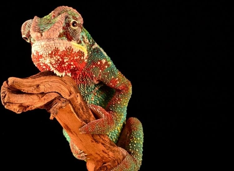 cool and funny chameleon names