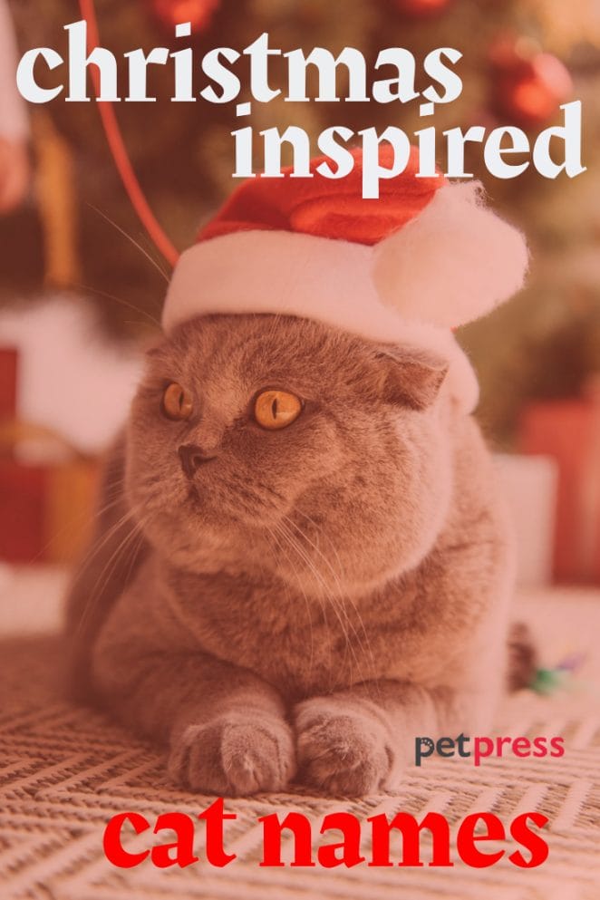 Cat names inspired by Christmas