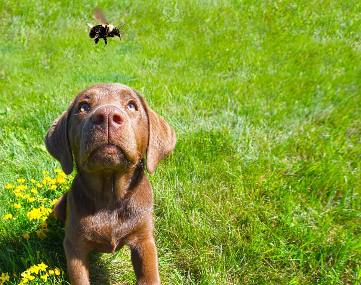 Is It Safe For Dogs to Eat Bees or Wasps? PetPress
