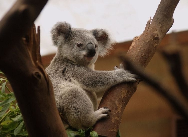 best koala names