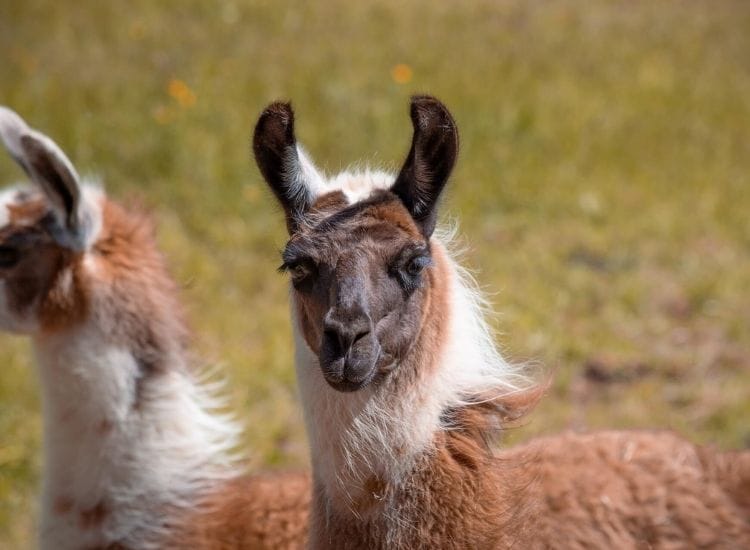 best llama names