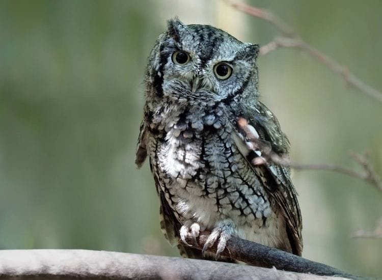 best owl names for a pet owl