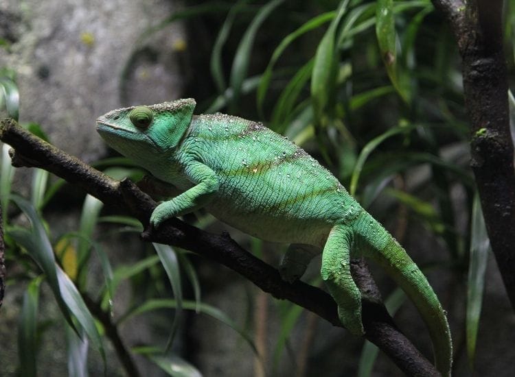500 BEST REPTILE NAMES FOR SNAKES, LIZARDS, TURTLES, AND MORE