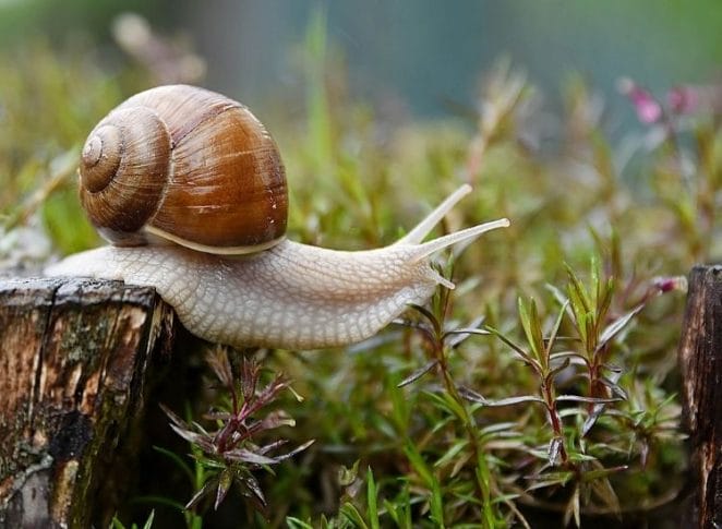 best snail names