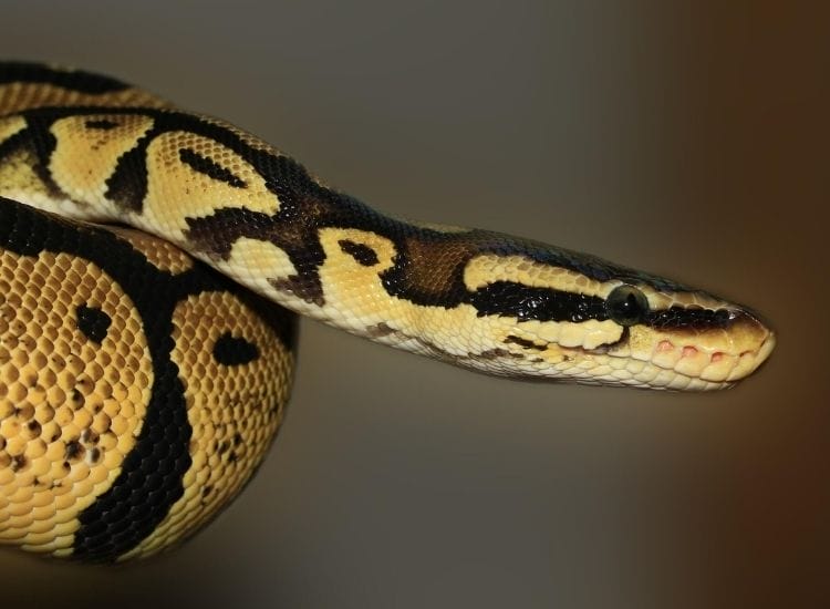 Over 500 inspiring ideas for naming your pet snake