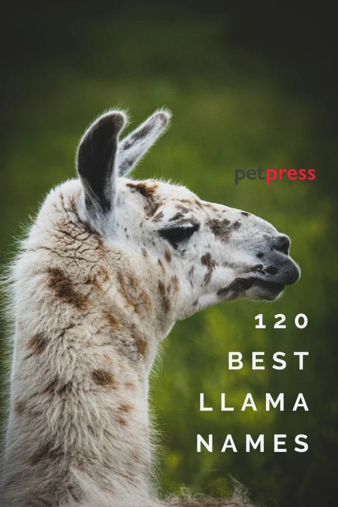 llama names