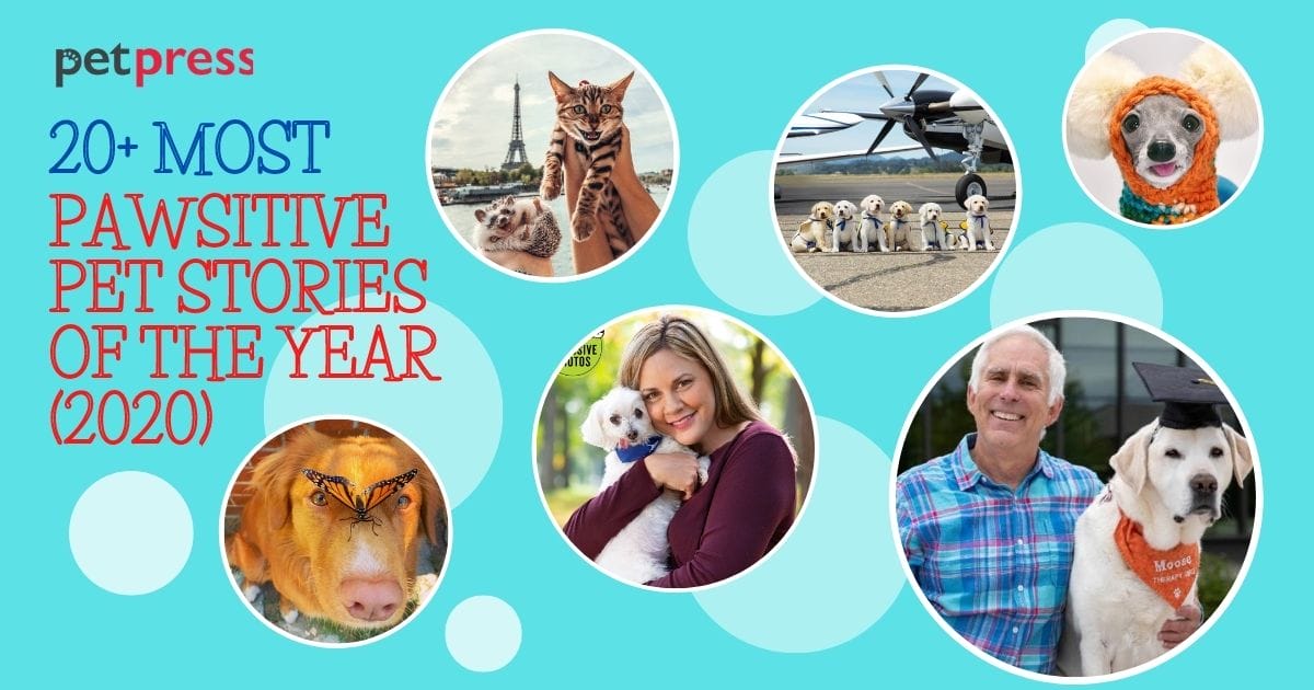20+ Most Pawsitive Pet Stories Of The Year PetPress