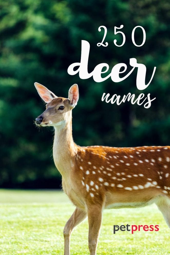 Deer Names - Over 250 Great Ideas For Naming Your Deer (2021)