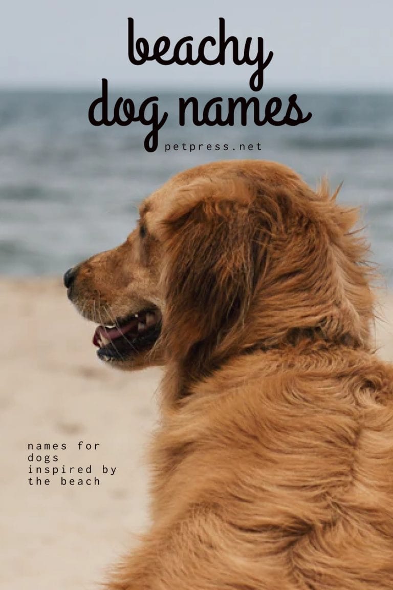 180 Beach Inspired Dog Names PetPress
