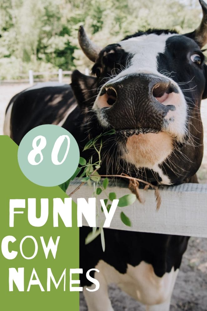 Top 80 Most Punny and Funny Cow Names - PetPress
