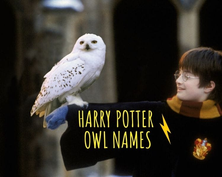 Top 20+ Owl Names Inspired by Harry Potter PetPress