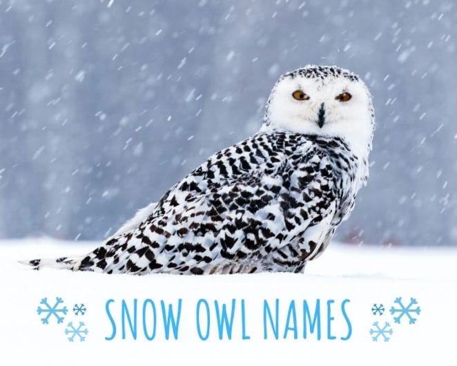 30+ Cute Pet names for your SNOW OWL + Ride potion winner