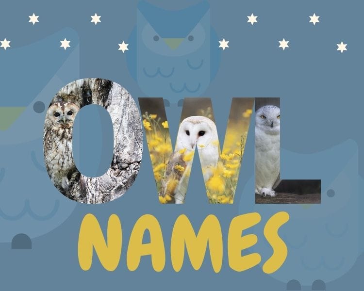 Best Ways To Name Your Pet Owl Top Name Articles For An Owl