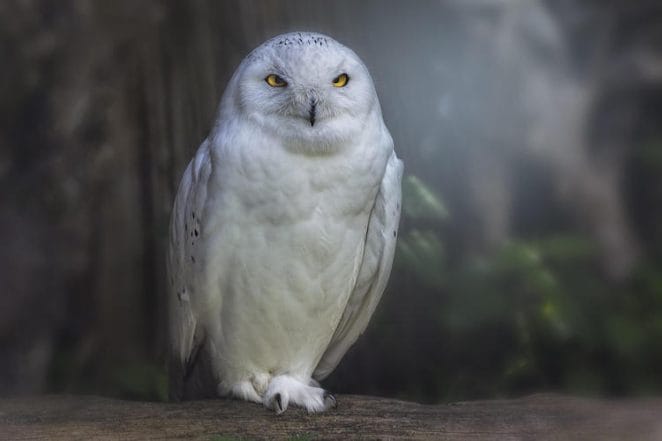 30+ Cute Pet names for your SNOW OWL + Ride potion winner