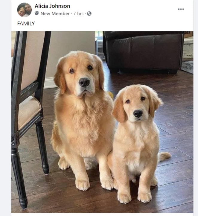 puppy scam in golden retriever group