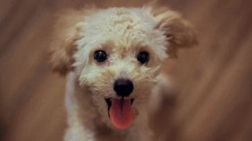 50+ Most Unique Dog Names of the Year