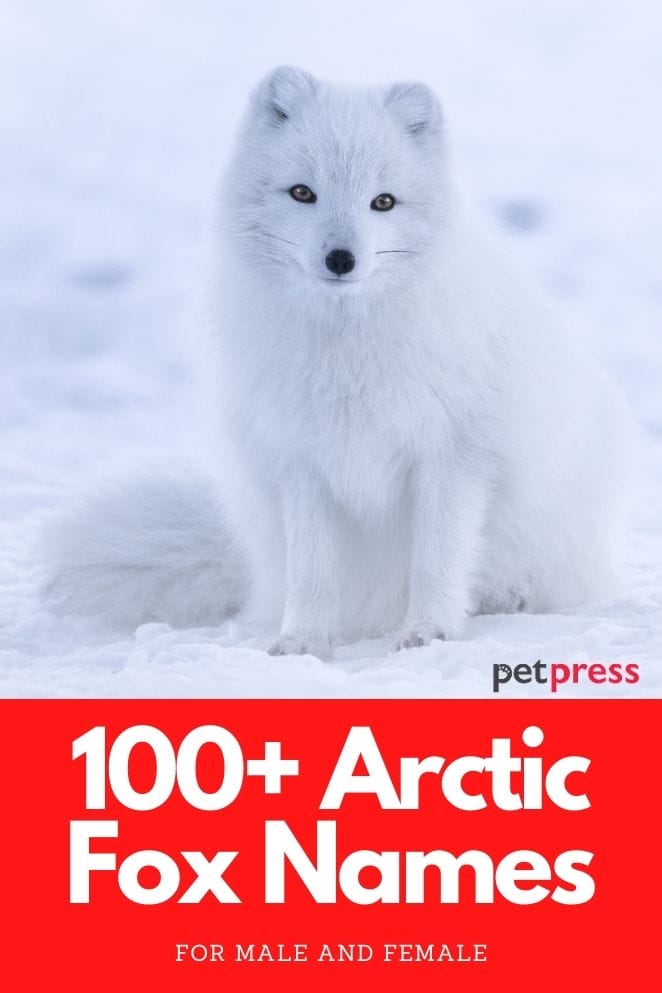 arctic fox names for an arctic fox