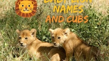 baby-lion-names