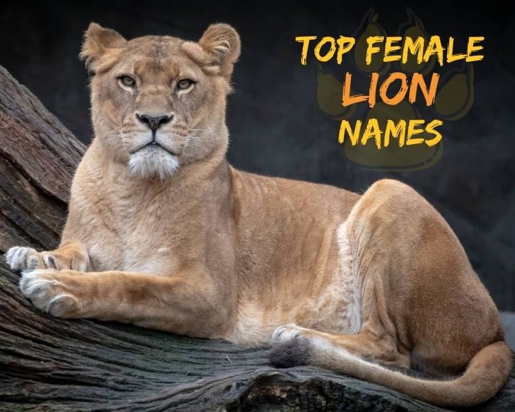 30-top-female-lion-names-best-names-for-a-lioness