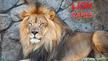 male-lion-names