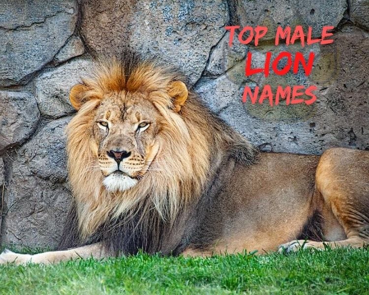 20+ Best Male Lion Names Good Names For Male Lions