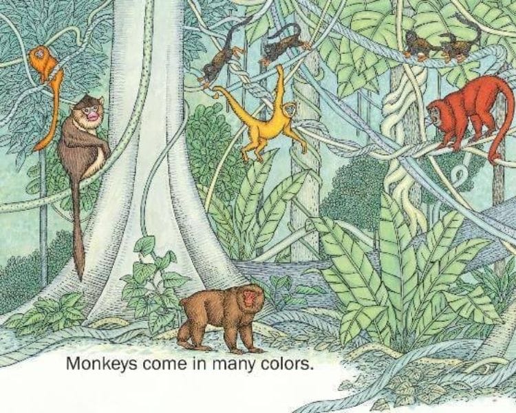 Monkey Name Generator | Petpress - Color