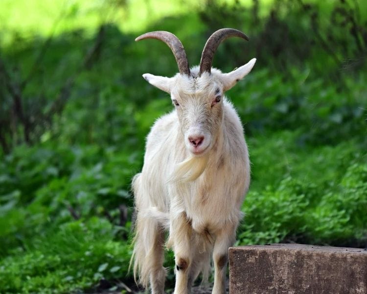 Goat Name Generator - Cool goat