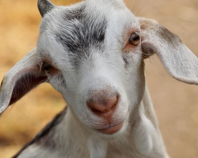 Goat Name Generator - cool girl goat